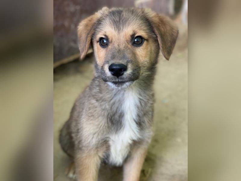 Trüffel, geb. ca. 08/2025, lebt in GRIECHENLAND, auf einer privaten Pflegestelle