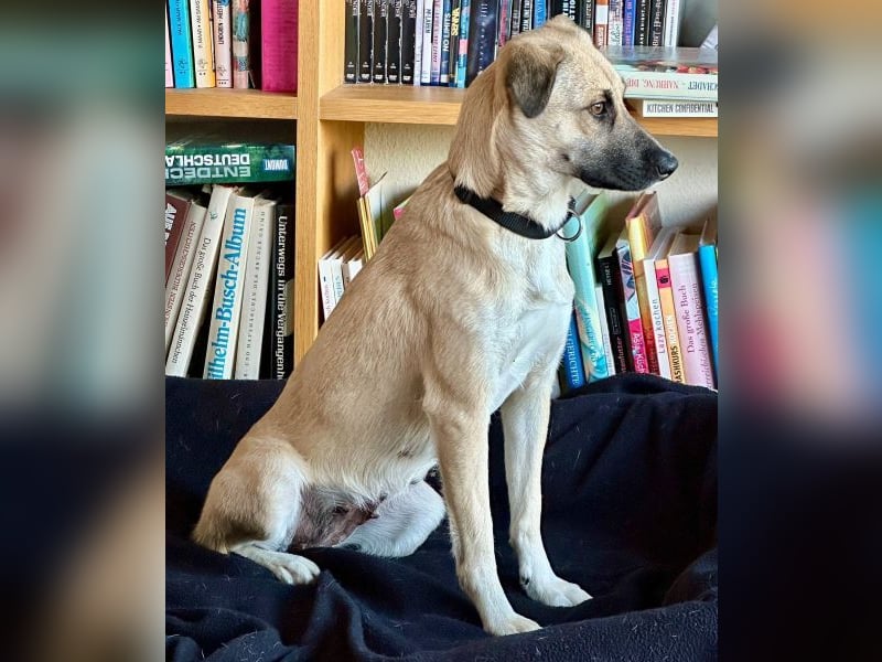 Fary, geb. ca. 02/2024, lebt auf einer Pflegestelle in 58332 Schwelm