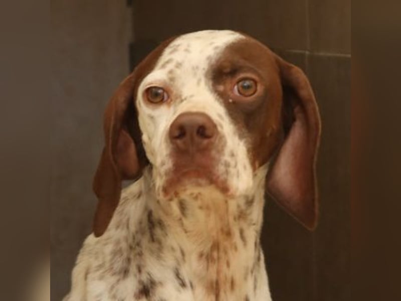 Acira, geb. ca. 04/2023, lebt in GRIECHENLAND, im städt. Tierheim Serres