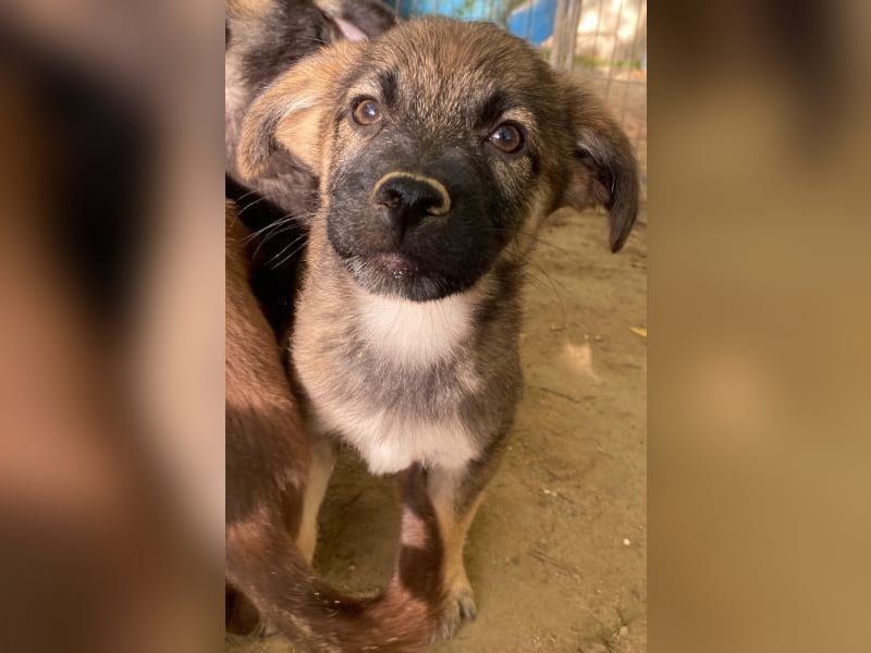 Fondue, geb. ca. 08/2025, lebt in GRIECHENLAND, auf einer privaten Pflegestelle