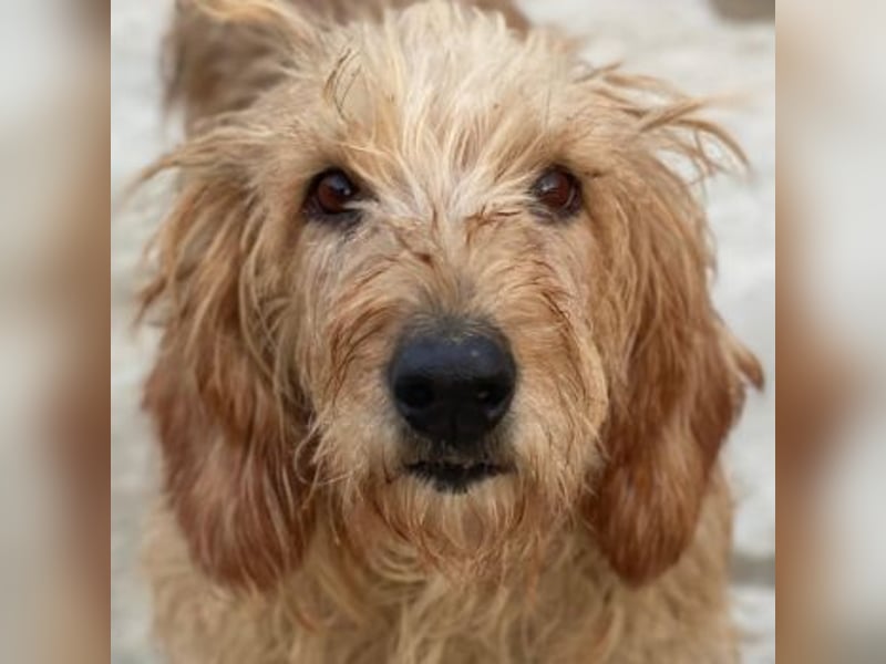 Carella, geb. ca. 10/2022, lebt in GRIECHENLAND, im städt. Tierheim Serres