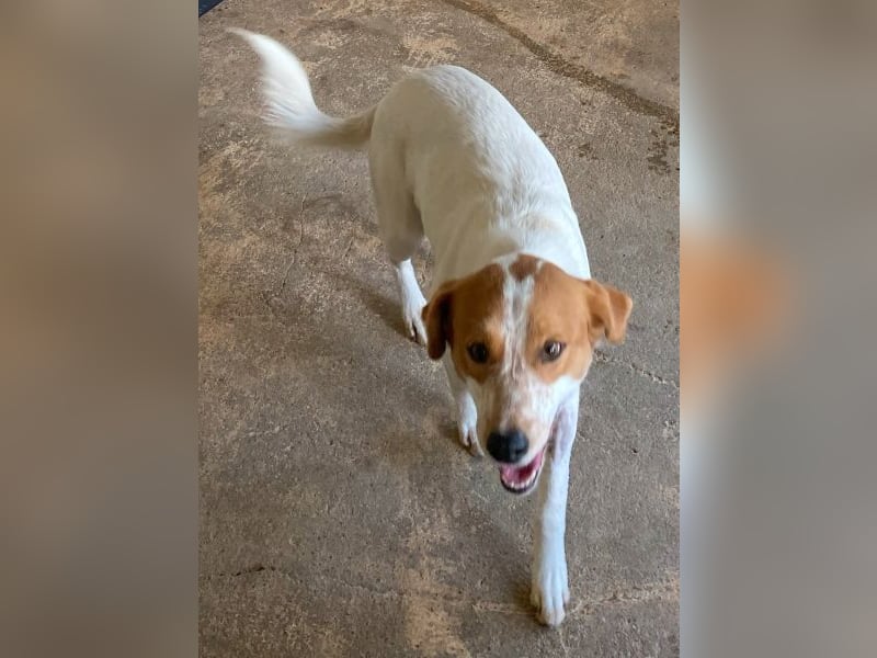 Benschi, geb. ca. 01/2025, lebt auf einer Pflegestelle in 60528 Frankfurt