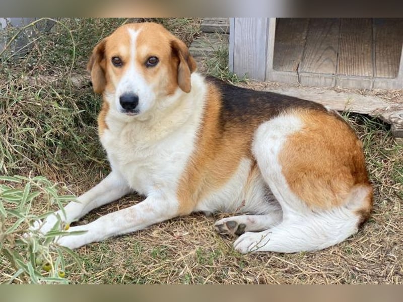 Katja, geb. ca. 12/2019, lebt in GRIECHENLAND, im städt. Tierheim Serres