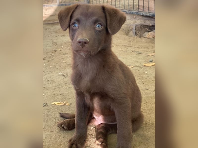 Dijon, geb. ca. 08/2025, lebt in GRIECHENLAND, auf einer privaten Pflegestelle