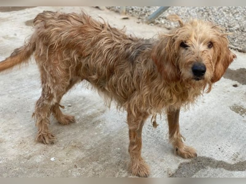 Carella, geb. ca. 10/2022, lebt in GRIECHENLAND, im städt. Tierheim Serres