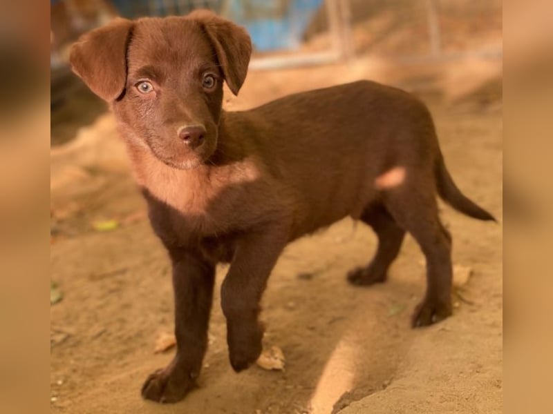 Dijon, geb. ca. 08/2025, lebt in GRIECHENLAND, auf einer privaten Pflegestelle