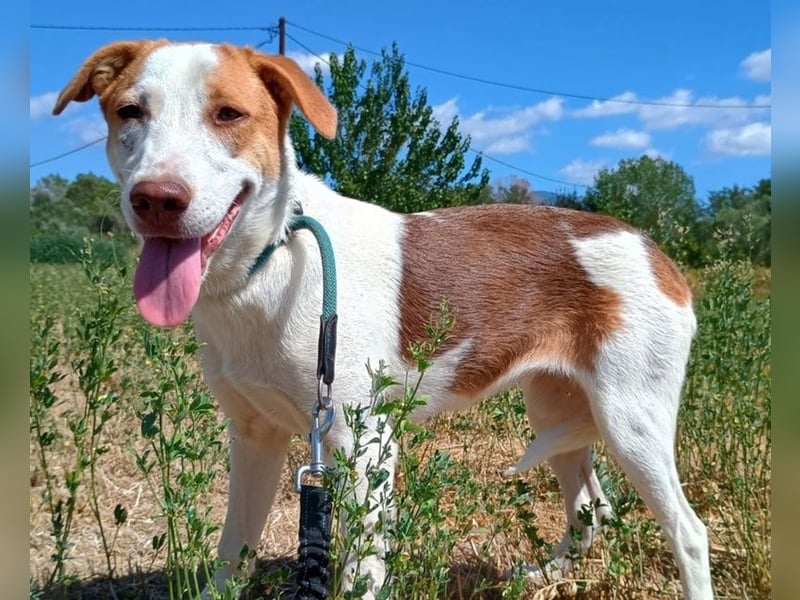 Doria, geb. ca. 12/2024, lebt in GRIECHENLAND, auf einer privaten Pflegestelle