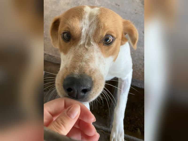 Benschi, geb. ca. 01/2025, lebt auf einer Pflegestelle in 60528 Frankfurt