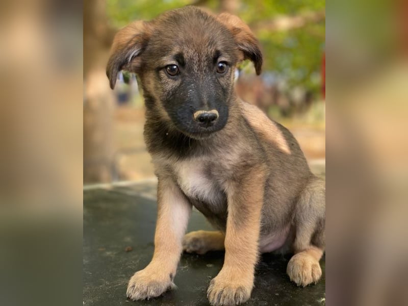 Fondue, geb. ca. 08/2025, lebt in GRIECHENLAND, auf einer privaten Pflegestelle