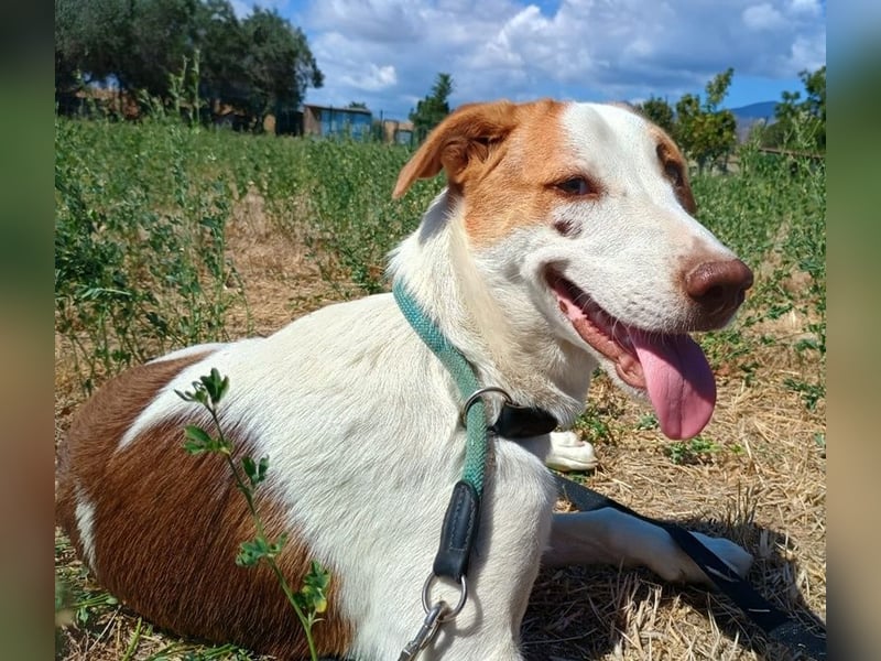 Doria, geb. ca. 12/2024, lebt in GRIECHENLAND, auf einer privaten Pflegestelle