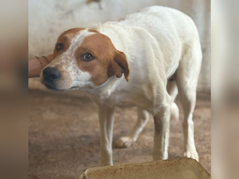 Benschi, geb. ca. 01/2025, lebt auf einer Pflegestelle in 60528 Frankfurt