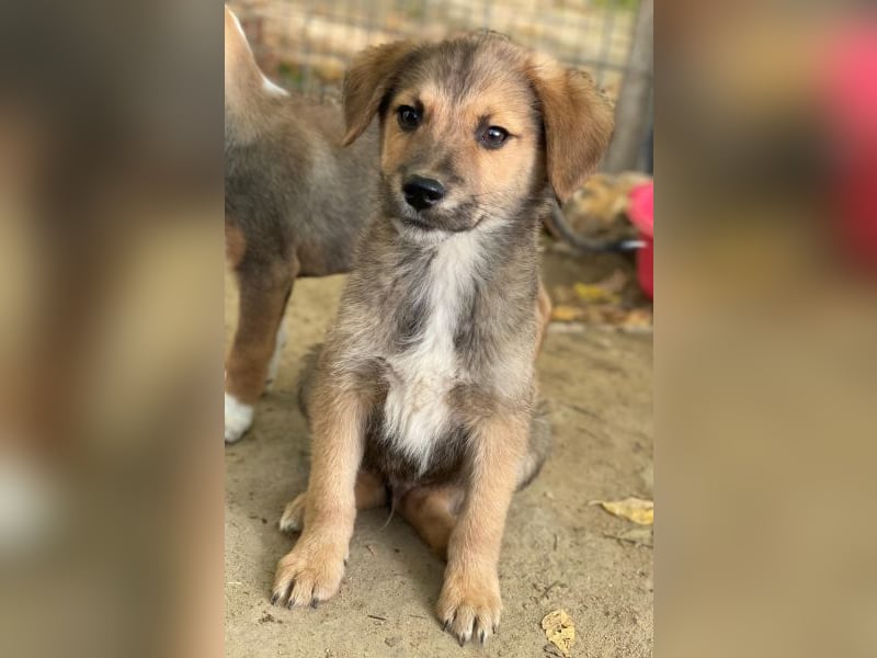 Trüffel, geb. ca. 08/2025, lebt in GRIECHENLAND, auf einer privaten Pflegestelle