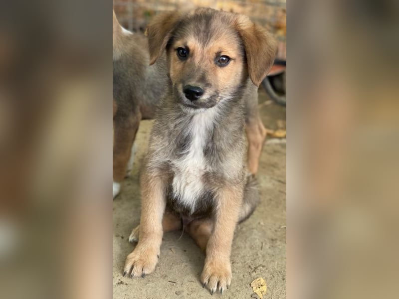 Trüffel, geb. ca. 08/2025, lebt in GRIECHENLAND, auf einer privaten Pflegestelle