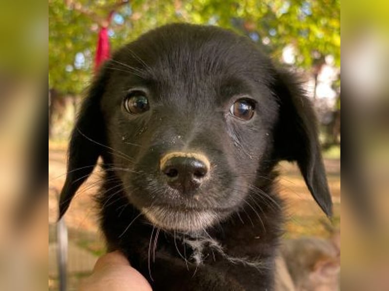 Macaron, geb. ca. 08/2025, lebt in GRIECHENLAND, auf einer privaten Pflegestelle