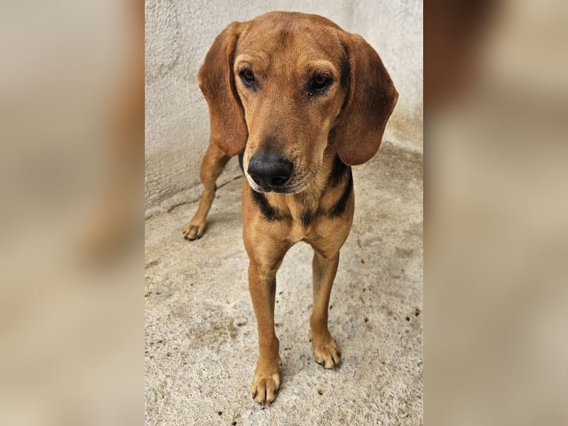 Draven, geb. ca. 11/2024, lebt in GRIECHENLAND, im städt. Tierheim Serres