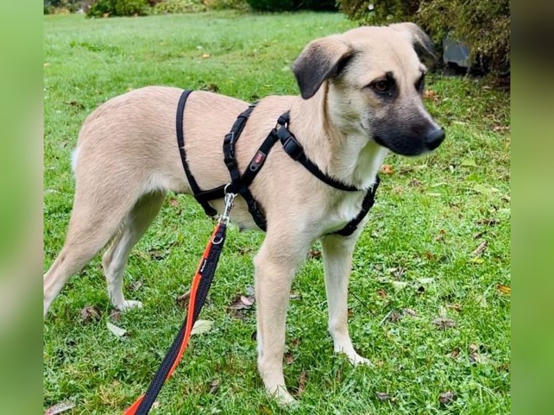 Fary, geb. ca. 02/2024, lebt auf einer Pflegestelle in 58332 Schwelm