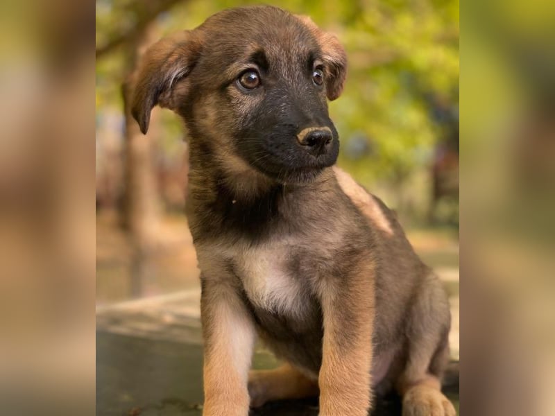 Fondue, geb. ca. 08/2025, lebt in GRIECHENLAND, auf einer privaten Pflegestelle