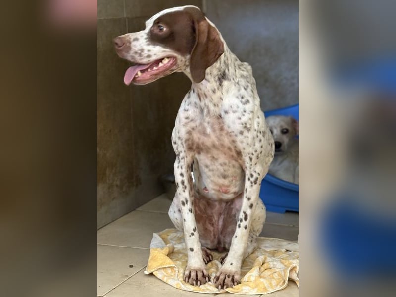 Acira, geb. ca. 04/2023, lebt in GRIECHENLAND, im städt. Tierheim Serres