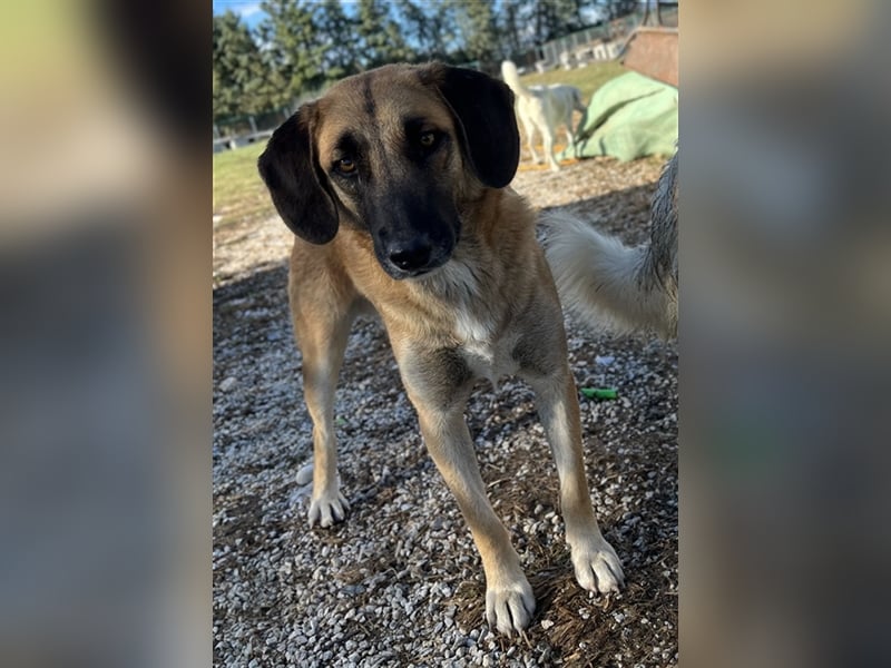 Fritz, geb. ca. 05/2022, lebt in GRIECHENLAND, im städt. Tierheim Serres