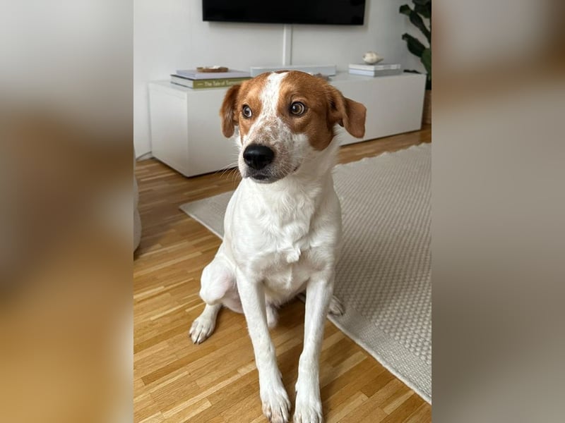 Benschi, geb. ca. 01/2025, lebt auf einer Pflegestelle in 60528 Frankfurt