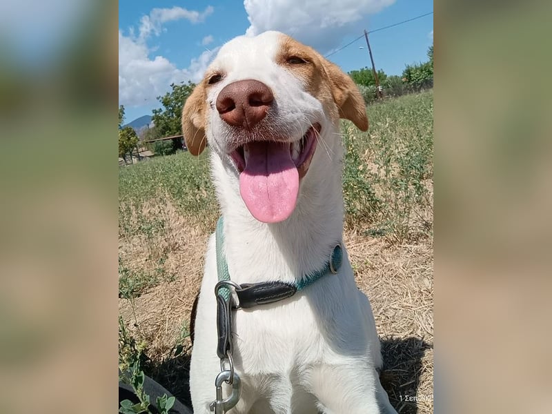 Doria, geb. ca. 12/2024, lebt in GRIECHENLAND, auf einer privaten Pflegestelle