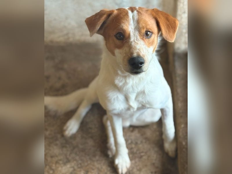 Benschi, geb. ca. 01/2025, lebt auf einer Pflegestelle in 60528 Frankfurt