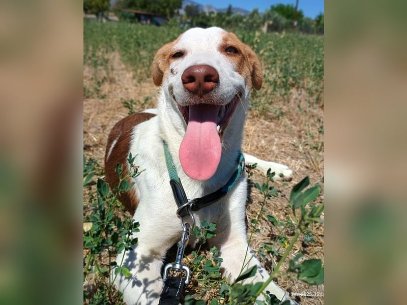 Doria, geb. ca. 12/2024, lebt in GRIECHENLAND, auf einer privaten Pflegestelle