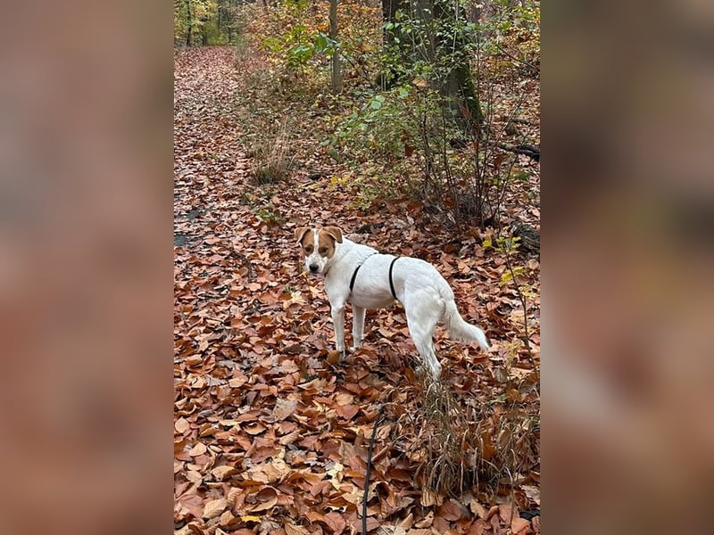 Benschi, geb. ca. 01/2025, lebt auf einer Pflegestelle in 60528 Frankfurt