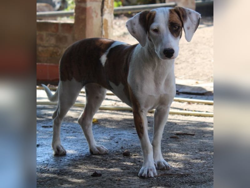 Nivara, geb. ca. 11/2024, lebt in GRIECHENLAND, auf einer privaten Pflegestelle