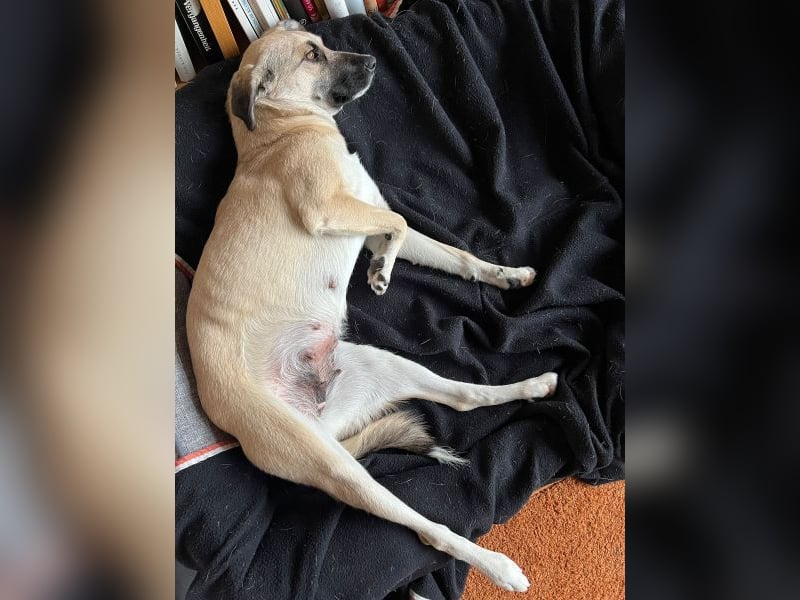 Fary, geb. ca. 02/2024, lebt auf einer Pflegestelle in 58332 Schwelm