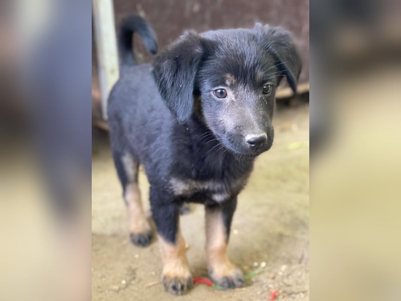 Soufflé, geb. ca. 08/2025, lebt in GRIECHENLAND, auf einer privaten Pflegestelle