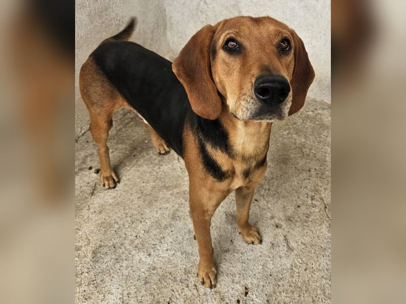 Draven, geb. ca. 11/2024, lebt in GRIECHENLAND, im städt. Tierheim Serres