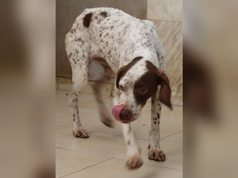 Acira, geb. ca. 04/2023, lebt in GRIECHENLAND, im städt. Tierheim Serres