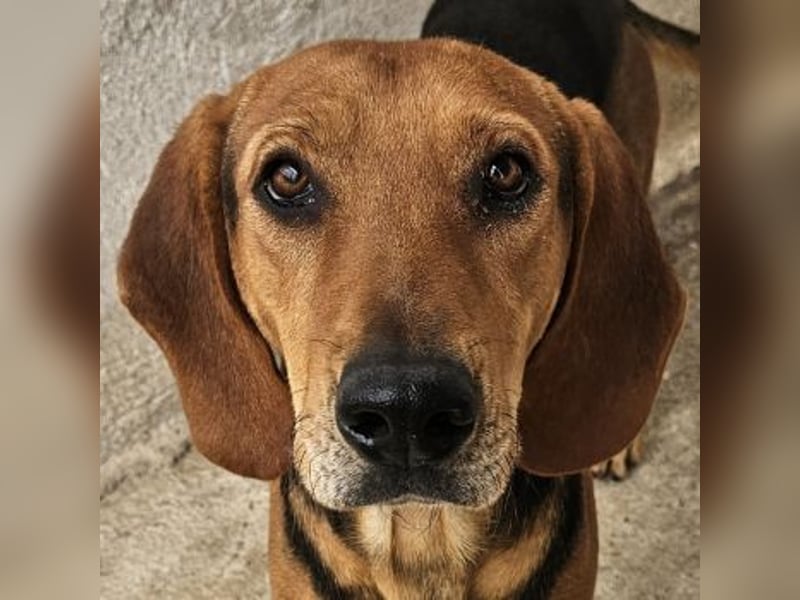 Draven, geb. ca. 11/2024, lebt in GRIECHENLAND, im städt. Tierheim Serres