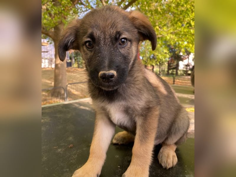 Fondue, geb. ca. 08/2025, lebt in GRIECHENLAND, auf einer privaten Pflegestelle