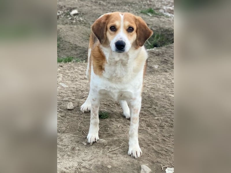 Katja, geb. ca. 12/2019, lebt in GRIECHENLAND, im städt. Tierheim Serres