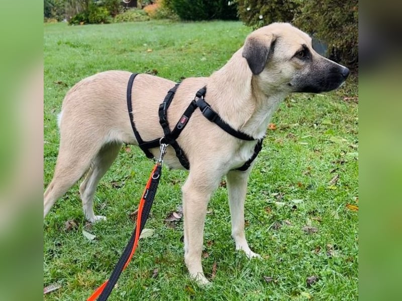 Fary, geb. ca. 02/2024, lebt auf einer Pflegestelle in 58332 Schwelm