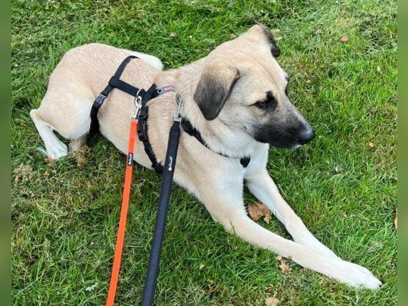 Fary, geb. ca. 02/2024, lebt auf einer Pflegestelle in 58332 Schwelm