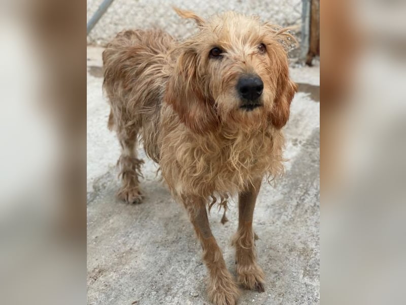 Carella, geb. ca. 10/2022, lebt in GRIECHENLAND, im städt. Tierheim Serres