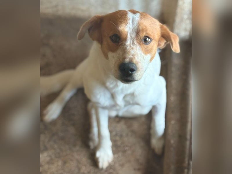 Benschi, geb. ca. 01/2025, lebt auf einer Pflegestelle in 60528 Frankfurt