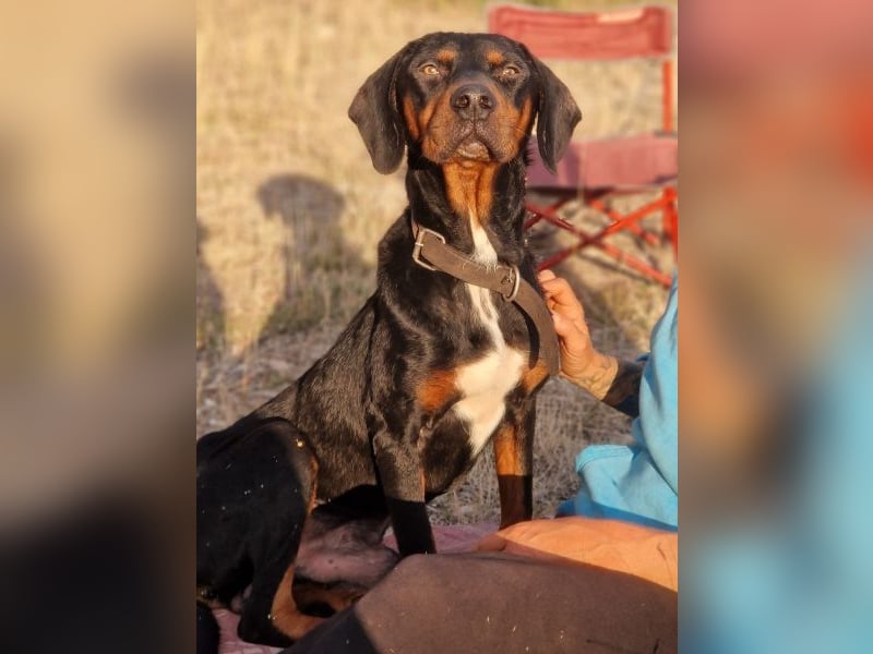 Sigma, geb. ca. 04/2024, lebt in GRIECHENLAND, im städt. Tierheim Serres Sigma, geb. ca. 04/2024, lebt in GRIECHENLAND, im städt. Tierheim Serres