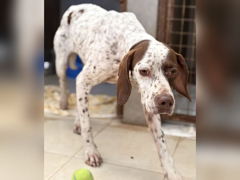 Acira, geb. ca. 04/2023, lebt in GRIECHENLAND, im städt. Tierheim Serres