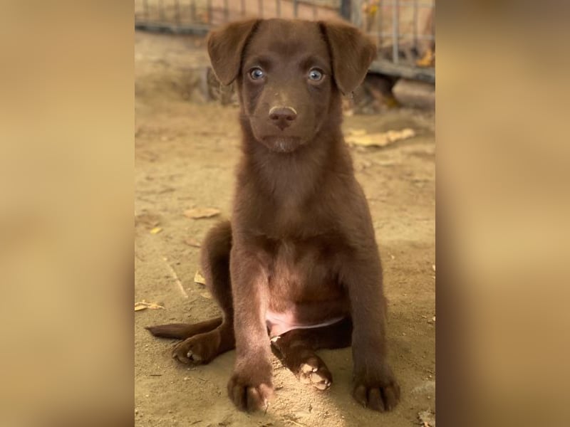 Dijon, geb. ca. 08/2025, lebt in GRIECHENLAND, auf einer privaten Pflegestelle