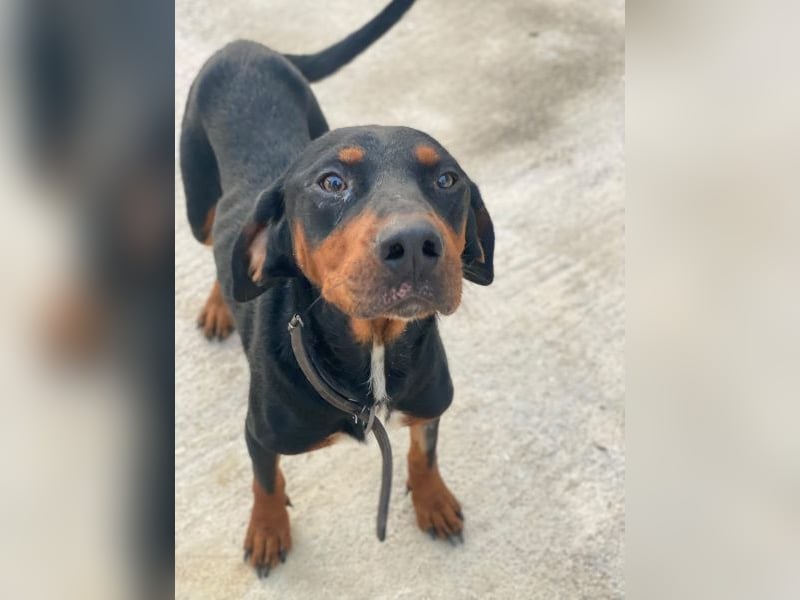 Sigma, geb. ca. 04/2024, lebt in GRIECHENLAND, im städt. Tierheim Serres Sigma, geb. ca. 04/2024, lebt in GRIECHENLAND, im städt. Tierheim Serres