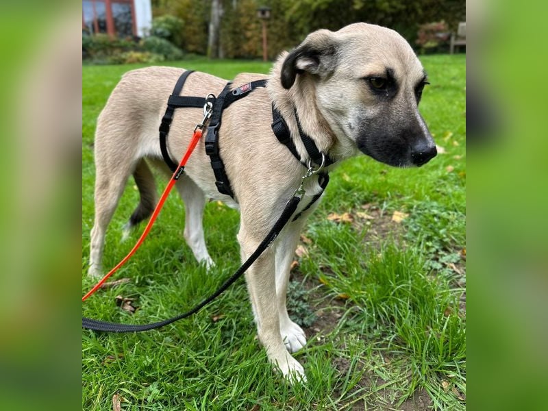 Fary, geb. ca. 02/2024, lebt auf einer Pflegestelle in 58332 Schwelm