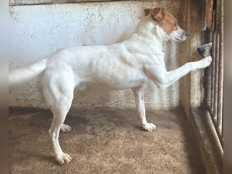 Benschi, geb. ca. 01/2025, lebt auf einer Pflegestelle in 60528 Frankfurt