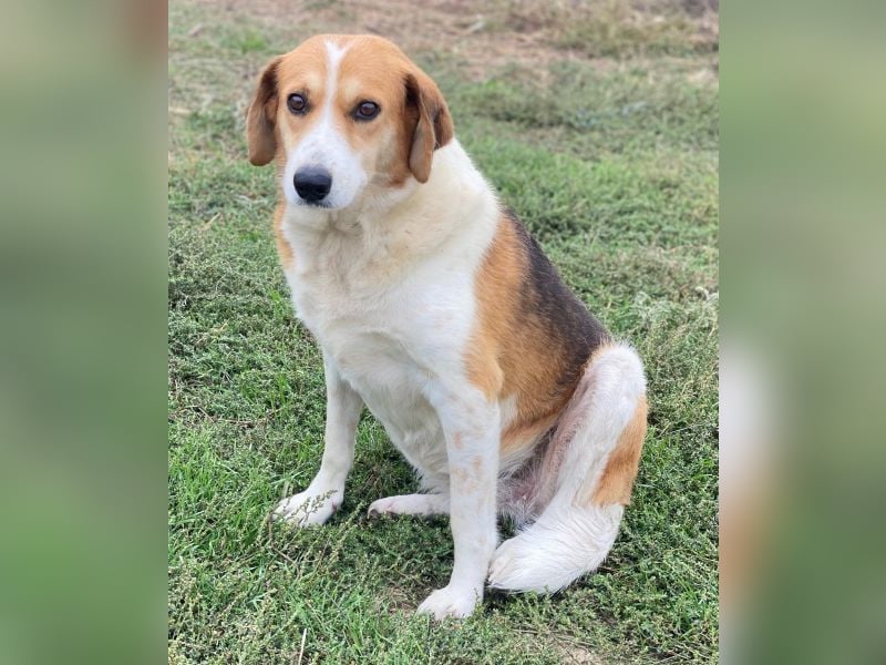 Katja, geb. ca. 12/2019, lebt in GRIECHENLAND, im städt. Tierheim Serres