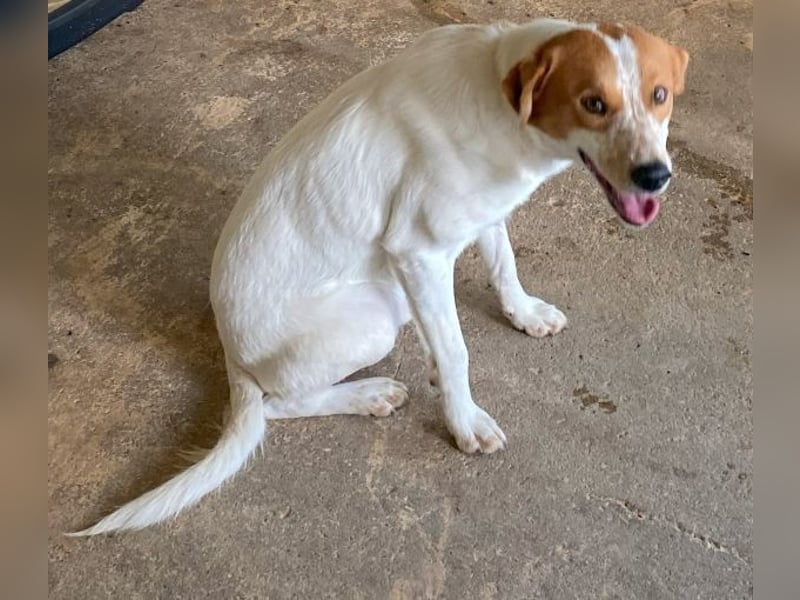 Benschi, geb. ca. 01/2025, lebt auf einer Pflegestelle in 60528 Frankfurt