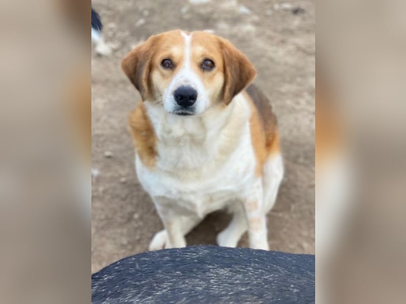 Katja, geb. ca. 12/2019, lebt in GRIECHENLAND, im städt. Tierheim Serres