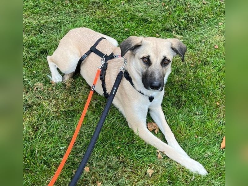 Fary, geb. ca. 02/2024, lebt auf einer Pflegestelle in 58332 Schwelm